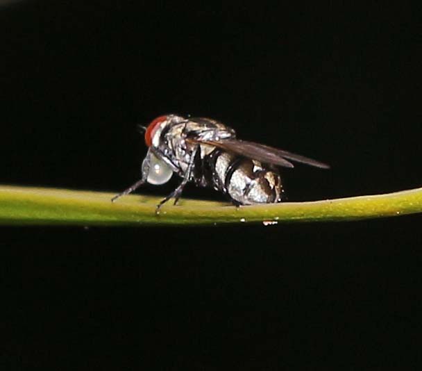 House Fly