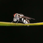 House Fly