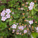 Common Rock Jasmine