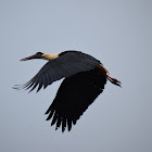 Woolly-necked stork