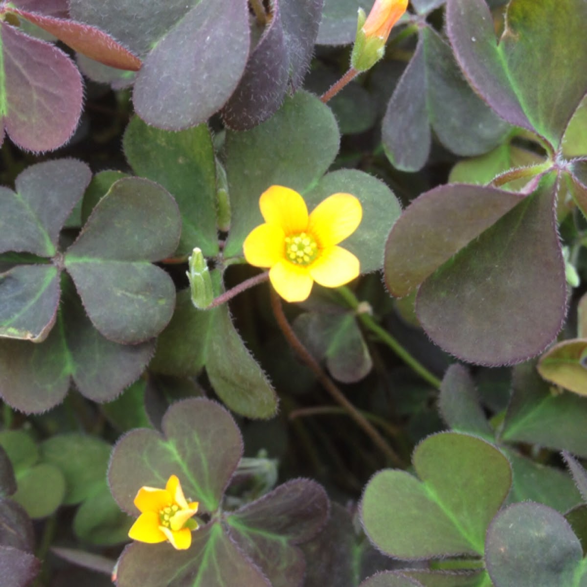 Oxalis