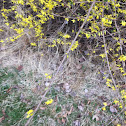 Forsythia