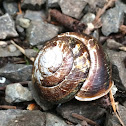 Snail