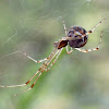 Long legged Theridiidae