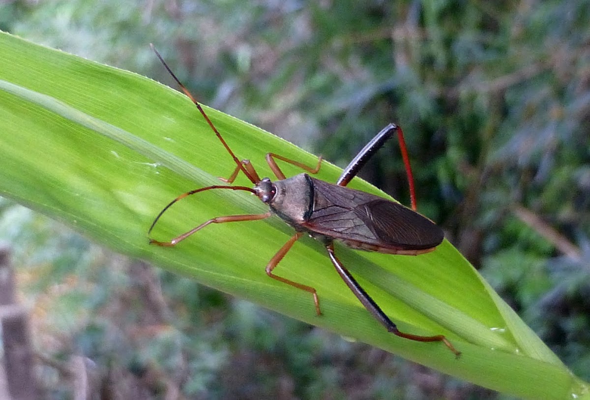 Bamboo bug