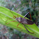 Bamboo bug