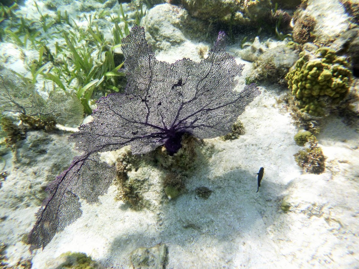 Purple sea fan