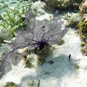 Purple sea fan