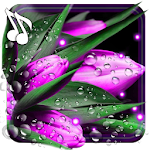Cover Image of Download Tulips Dew Drops LWP 1.8 APK