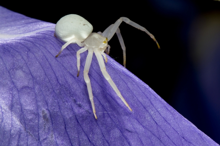 Alieno sul viola di Andrea Izzotti