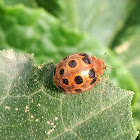 Bryony Ladybird