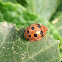 Bryony Ladybird