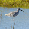 Willet