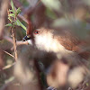 Yellow-eyed Babbler