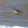 Ringed plover