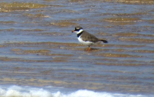 Ringed plover