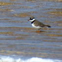 Ringed plover