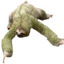 Sloth Wallpaper HD New Tab Themes