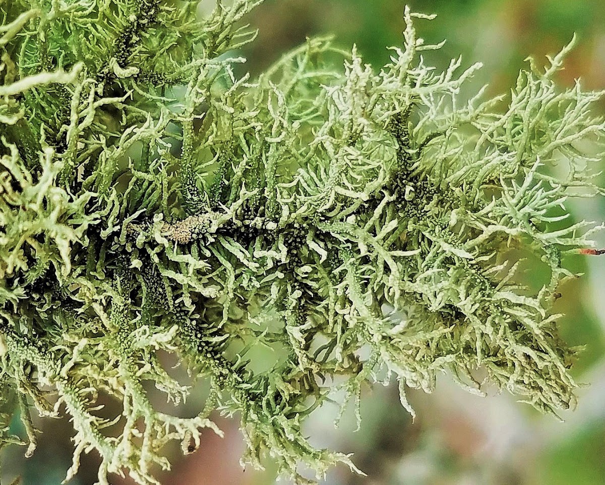 Beard lichen