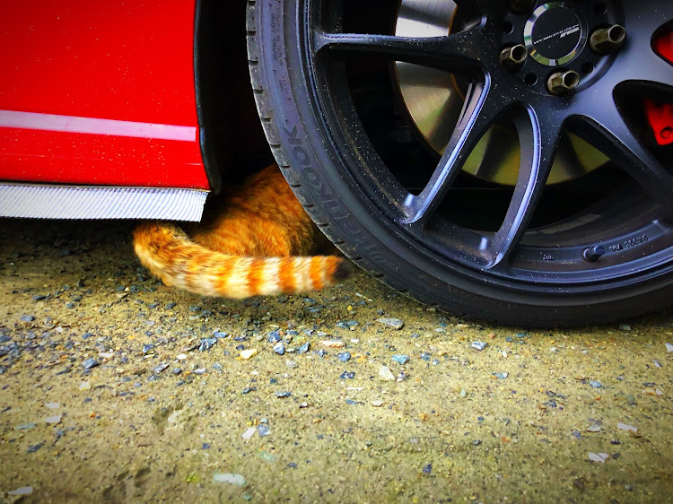 BRZの愛車と猫・ねこ・赤い車・嫉妬・スバルに関するカスタム事例の投稿画像5枚目