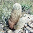 Texas rainbow cactus