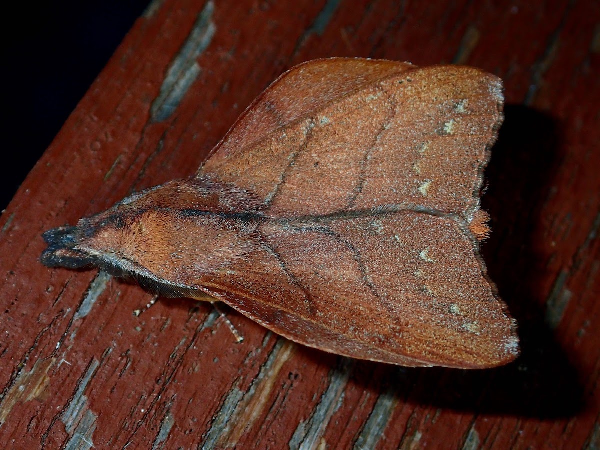 Lappet Moth