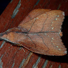 Lappet Moth