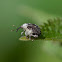 Figwort Weevil