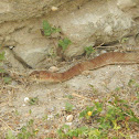 Coachwhip