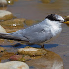 Charrancito común (Little tern)