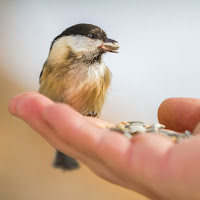 Eating from the hand di 