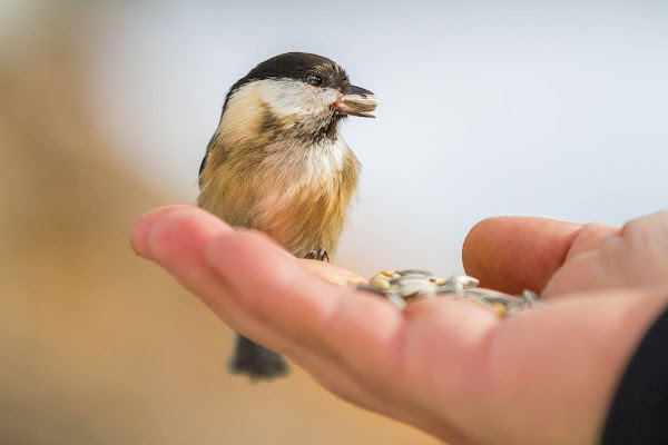 Eating from the hand di fedevphoto