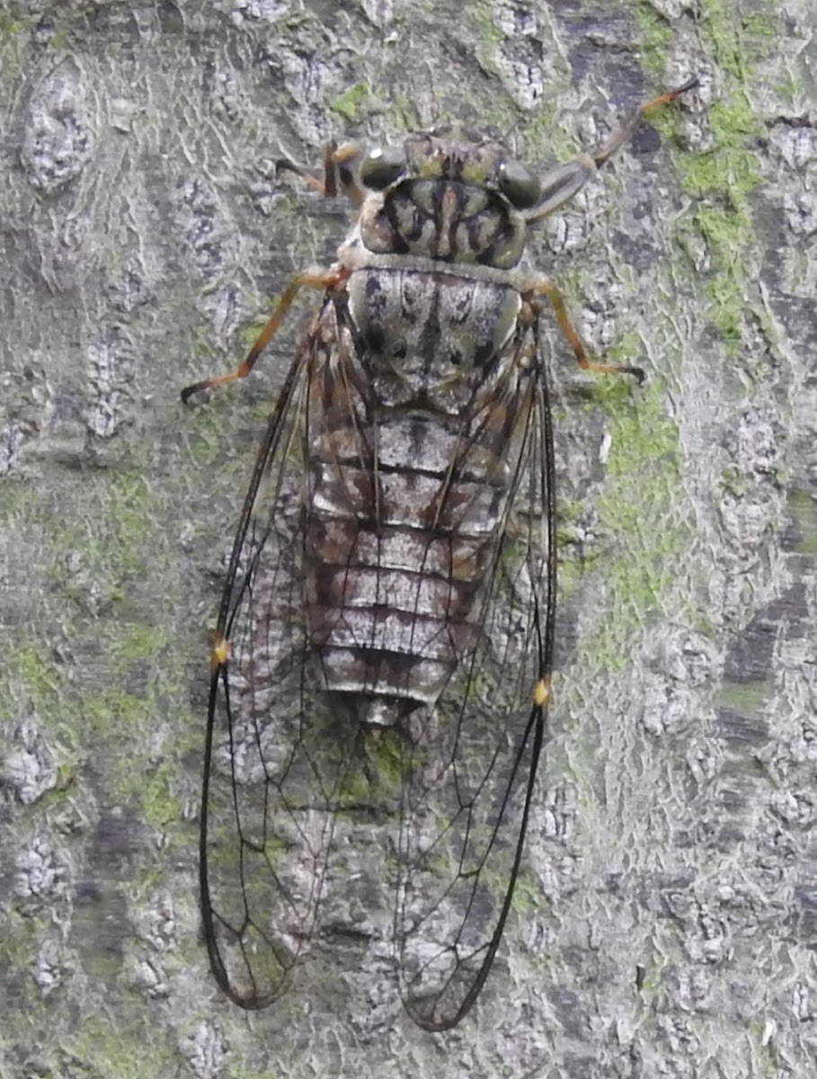 Cicada