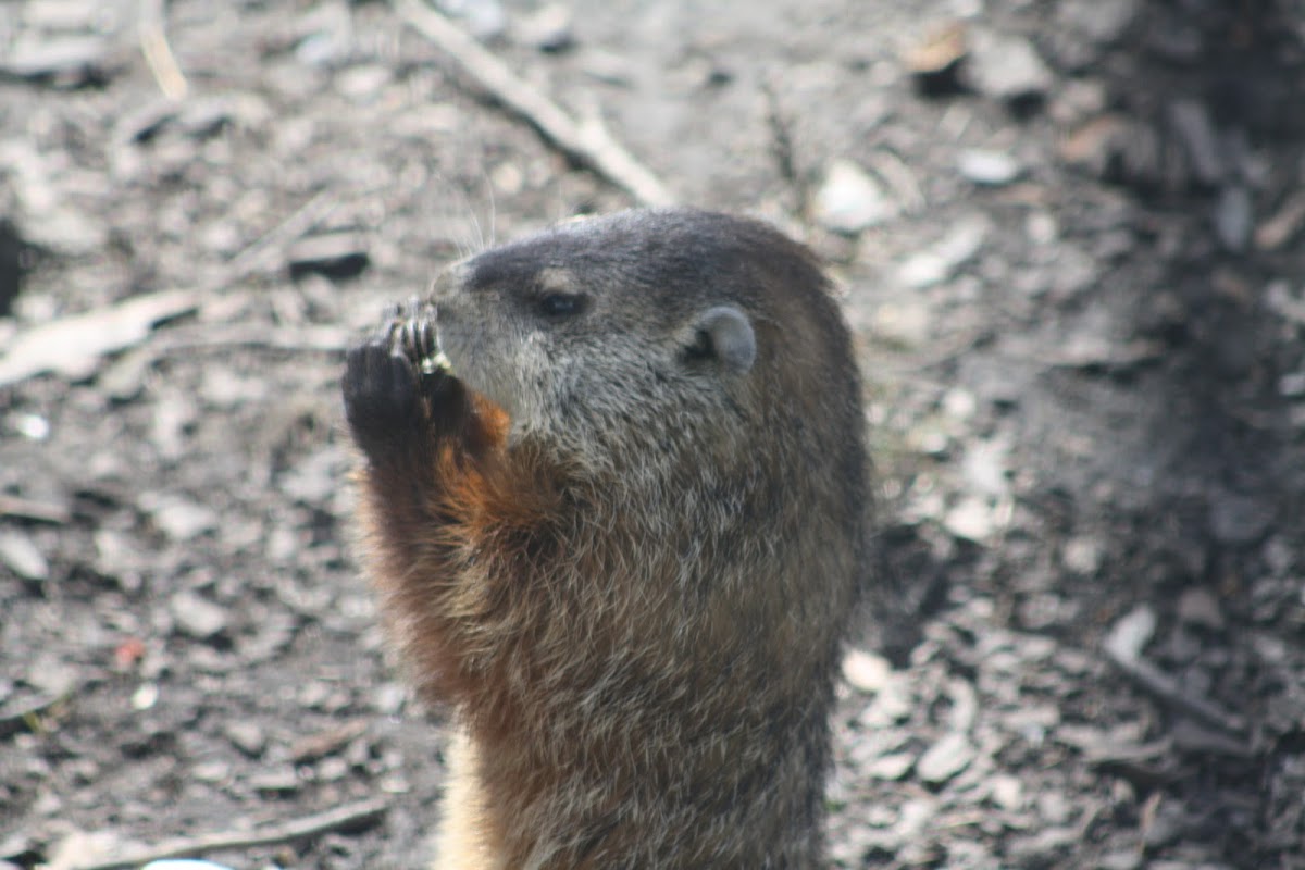 Woodchuck / Groundhog