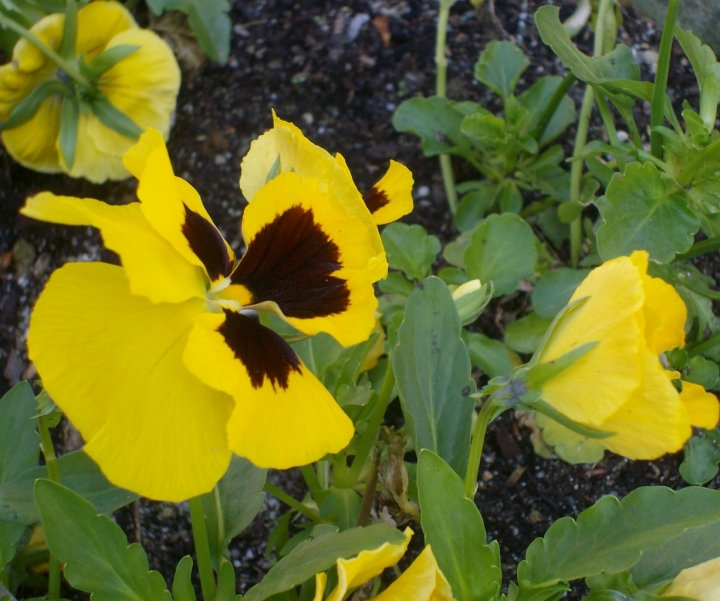 Viole del pensiero di ildarita