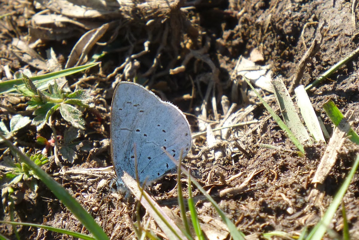 Small Blue