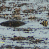 Florida Red-bellied Cooter Turtle