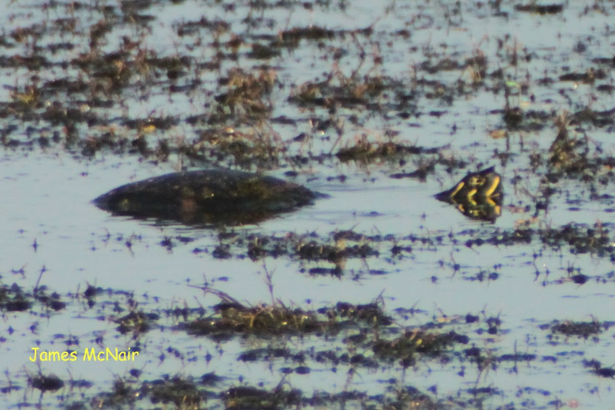 Florida Red-bellied Cooter Turtle