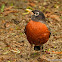 American robin