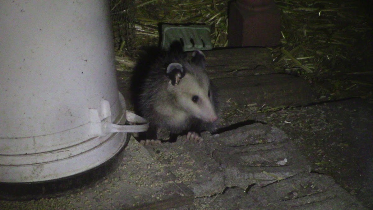 Virginia Opossum