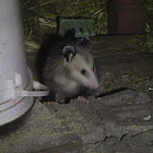 Virginia Opossum