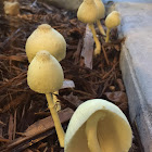 Yellow parasol