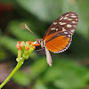 Tiger Longwing