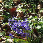 Siberian squill