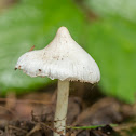 White Fibrecap