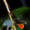 Brown Anole