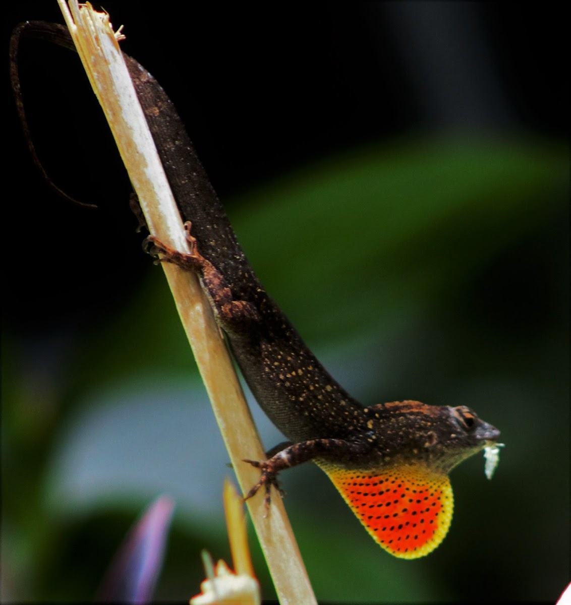 Brown Anole