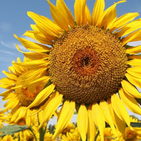 I GIRASOLI di 