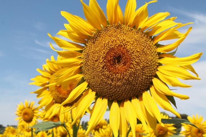 I GIRASOLI di lady oscar