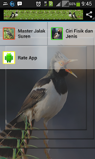 How to get Kicau Master Jalak Suren lastet apk for bluestacks